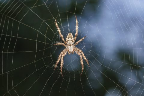 Weird but True: How Spider Silk Could Improve Your Hearing Aids