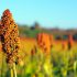 Do You Need More Sorghum in Your Diet?