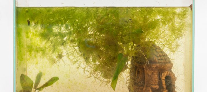 5 Common Toxins in Your Home and How to Get Rid of Them