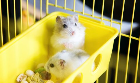 Social Stress Leads to Changes in Gut Bacteria, Even If You’re a Hamster: Study