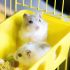Social Stress Leads to Changes in Gut Bacteria, Even If You’re a Hamster: Study