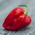 Here’s What You Need to Know About the World’s Hottest Chili