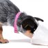 These Dogs Can Actually Detect Malaria Through Their Nose
