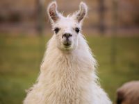 Strange but True: How Llama Blood Could Cure All Flu