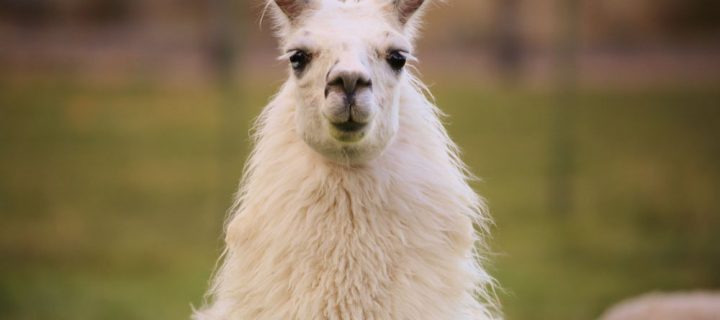 A New Study Suggests Llamas Could Help Us Fight the Coronavirus