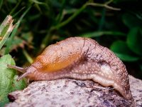 Why You Need to Always Wash Your Hands After Handling Slugs
