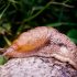 Why You Need to Always Wash Your Hands After Handling Slugs