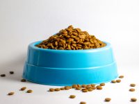 Your Pet’s Food Bowl is Making You Sick