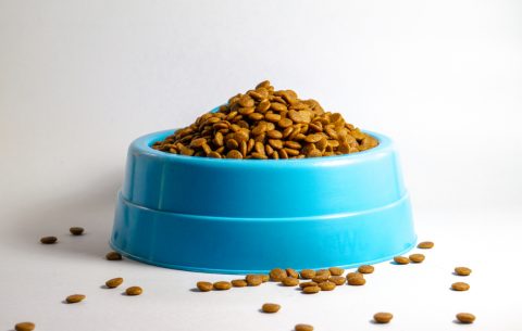 Your Pet’s Food Bowl is Making You Sick