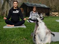 Outdoor Yoga with Lemurs is Finally Here (That’s Not a Typo)