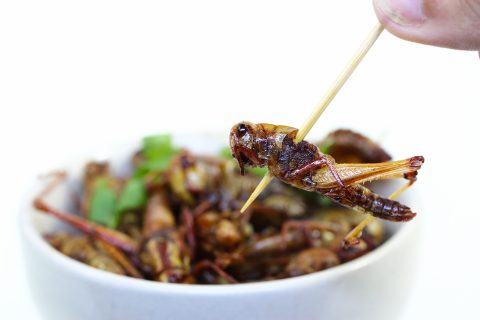 Why aren’t we adding bugs to our diets?