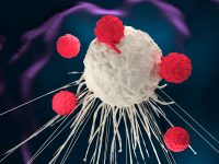The Differences Between Your Antibodies and T Cells