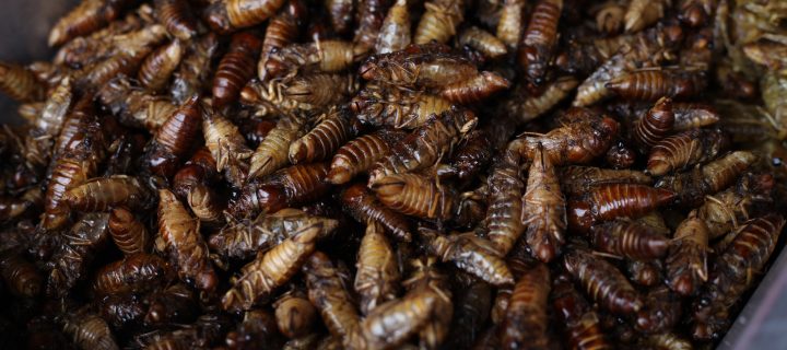 Why More and More People Are Eating Cicadas