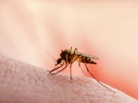 Scientists Mutate Mosquitos to Fight Malaria