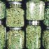 Experts highlight the surprising side effects of cannabis