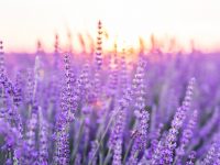Lavender Room Spray has Killed 2 in the US