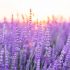 Lavender Room Spray has Killed 2 in the US
