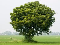 Scientists Are Using Neem Tree Bark to Prevent COVID-19