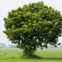 Scientists Are Using Neem Tree Bark to Prevent COVID-19