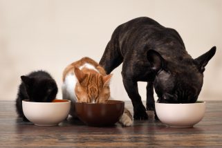 Image link for blog post This is how often you should wash your pet’s bowl for your, and their, health