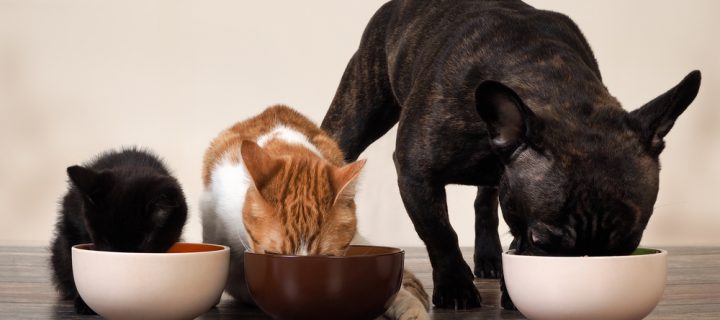 This is how often you should wash your pet’s bowl for your, and their, health