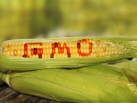 Genetically Modified Food: The Pros and the Cons and what you should know