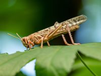 Locusts can “sniff” out cancer: study